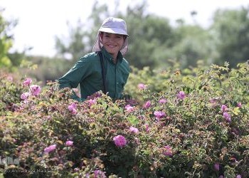 La Sagra della Rosa damascena ovvero Gole-e Mohammadi.